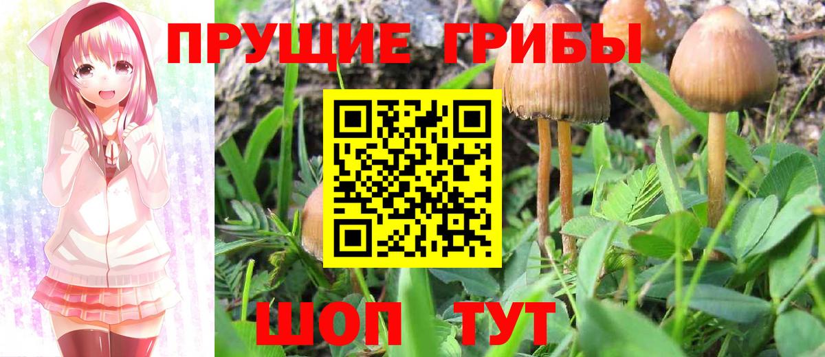 Галлюциногенные грибы Psilocybine cubensis Россошь